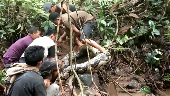 -Dans cette capture vidéo prise le 24 novembre 2018, des villageois tentent de capturer un grand python à Padang Pariaman, dans l'ouest de Sumatra. Ils cherchaient à capturer des anguilles, mais ils ont eu un python de huit mètres de long. Photo de RONALD EFFENDI / AFP / Getty Images.