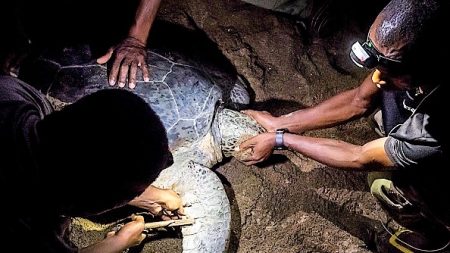 A Mayotte, la difficile lutte contre le braconnage des tortues vertes, une espèce menacée