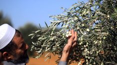 Oliviers arrachés, interdiction d’exporter, manque de moyens: en Libye, l’oléiculture menacée