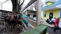 À Saint-Pétersbourg, un refuge pour animaux sauvages pallie les carences de l’État russe