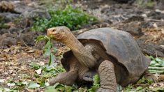 Le secret de la longévité des tortues géantes des Galapagos dans leur ADN