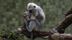 Un singe mangé au Vietnam en live sur Facebook
