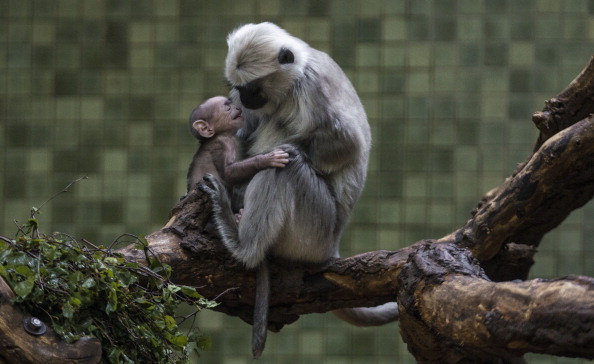-Illustration- Une mère Langur, joue avec son bébé dans son enclos au zoo de Berlin le 21 février 2014. Photo JOHANNES EISELE / AFP / Getty Images.