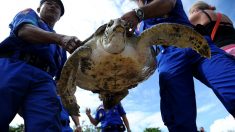 Tsunami indonésien: sauver les hommes, mais aussi les tortues