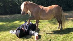 Deux poneys talentueux montrent leurs compétences en techniques de réanimation cardio-pulmonaire dans une vidéo mignonne