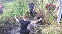 Une jument tombée dans un étang de boue se relève grâce à des sauveteurs locaux improvisés, qui ont vu l’appel à l’aide sur Internet