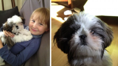 Une petite fille recherche désespérément sa chienne volée en Auvergne il y a 3 ans : « Jessy, tu restes dans mon cœur »