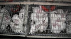 Des lapins enfermés dans des cages de la taille d’une feuille de papier A5 à Nueil-les-Aubiers