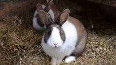 Cruauté animale : le tueur en série de lapins a encore sévi près de Lannion en Bretagne