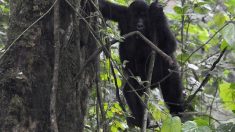 Les gorilles de montagne font une modeste percée après avoir fait face à une quasi-extinction