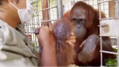 Une maman orang-outan retrouve son bébé après en avoir été séparée pendant 1 semaine