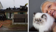 Sarthe : une sexagénaire lance un appel à l’aide pour loger ses 25 chats après l’incendie de sa maison