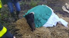 Indre-et-Loire : un poney sauvé par les pompiers – l’histoire mignonne du jour !