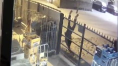 Belgique : un voleur de bière reste accroché à une grille pendant 1 h (vidéo)
