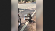 Un singe au bord de la route arrête un conducteur et lui demande de la nourriture et des boissons