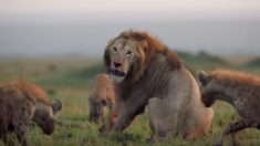 Un grand lion se défend contre 20 hyènes lors d’un affrontement, une Vidéo de la BBC