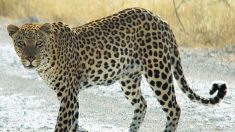 Inde: un léopard tue un enfant de trois ans