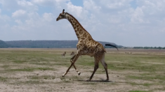 Un drone pour regarder courir les girafes