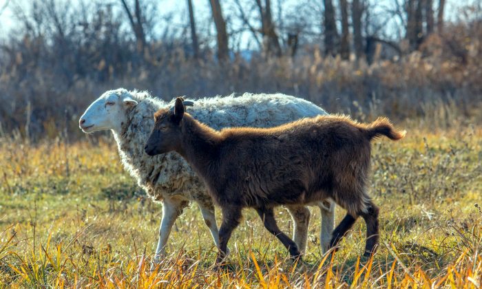 Les brebis et les chèvres ont longtemps représenté la droite et la gauche, respectivement, sur la base d'un passage de la Bible. (Zahaohaha/pixabay.com)