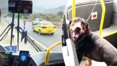 Un chien errant est piégé au milieu de l’autoroute jusqu’à ce qu’un chauffeur d’autobus passe à l’action