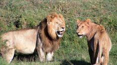 Un lion s’est libéré de son enclos, tuant une femme de 22 ans aux États-Unis