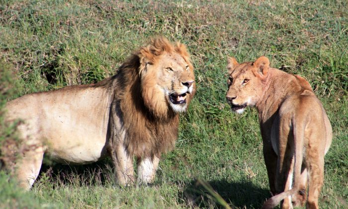 Cette photo du 6 mars 2016 montre des lions vus lors d'un safari dans la région du Serengeti au Kenya (Charmaine Noronha via AP).