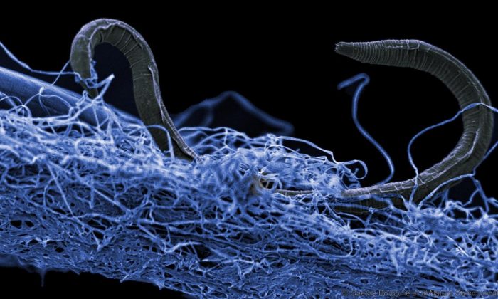 Nématode (eucaryote) dans un biofilm sur les micro-organismes. Ce nématode (ver rond) non identifié de la mine d'or de Kopanang, en Afrique du Sud, vit à près de 1,6 km sous la surface. (Gaétan Borgonie/Extreme Life Isyensya, Belgique)
