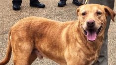 Un policier rétrogradé après avoir abandonné un chien retraité K-9 au refuge local pour animaux, selon un rapport
