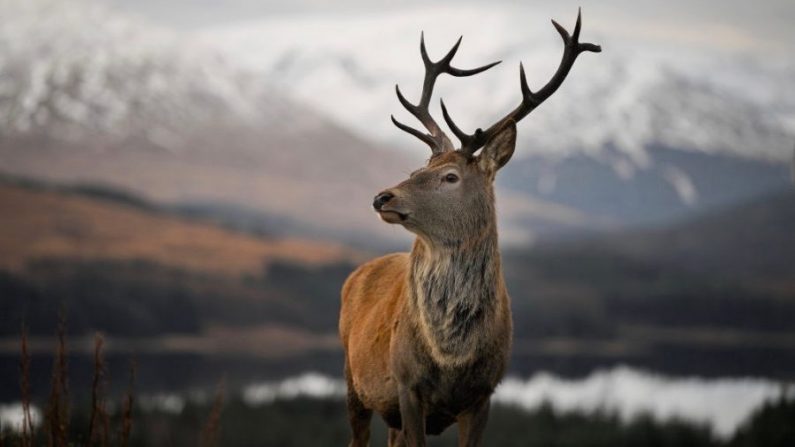 Un cerf à Glen Coe en Écosse, le 1er décembre 2017. (Jeff J Mitchell/Getty Images)