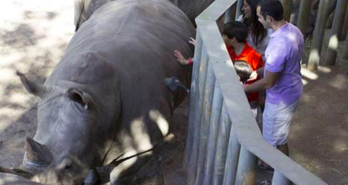 Un rhinocéros au zoo de Brevard sur une photo de dossier. (Zoo Brevard)
