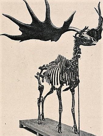 -Image de démonstration- Photo Wikipédia Fossile de cerfs.