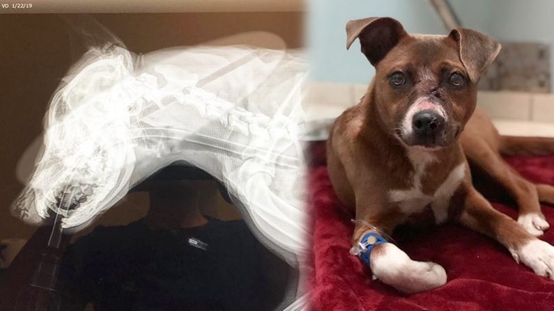 (Gauche) Loca, un chiot de 5 mois, reçoit une radiographie après une blessure grave à la tête, mais grâce à des spécialistes de la clinique vétérinaire Paws & Claws de Caroline du Sud, elle (droite) se remet complètement. (Facebook | Paws & Claws Animal Clinic)