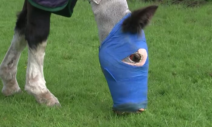 Cinders broutant après avoir été le premier cheval au Royaume-Uni à recevoir un traitement thérapeutique à base de peau de poisson à la suite d'une horrible attaque à l'acide. (Capture d'écran YouTube | ITV News)