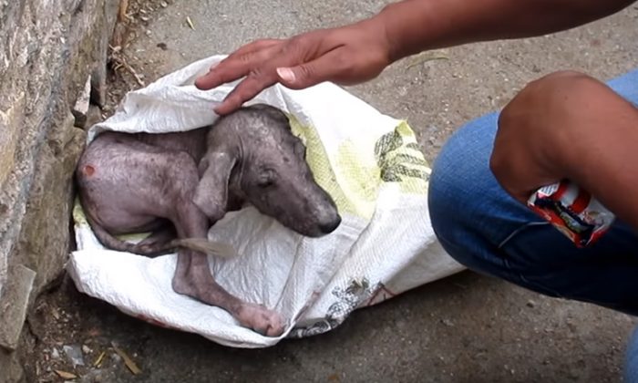 Ce chien nommé Jumper est réconforté par l'un des sauveteurs d'Animal Aid Unlimited. (Capture d'écran YouTube | Animal Aid Unlimited, Inde)