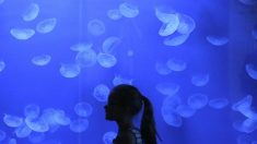 Dans un eden du Pacifique, les touristes nagent à nouveau avec les méduses