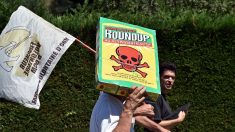 Roundup Pro 360 : la justice annule l’autorisation de vente