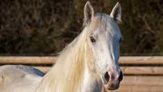 Mutilations de chevaux : une jument blessée en Côte d’Or