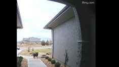 La caméra de l’entrée de cette maison filme un cerf sautant par-dessus le chien de la famille