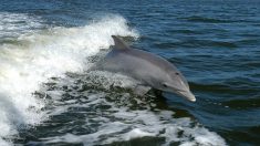 Vidéo : des dauphins accompagnent un surfeur dans la même vague – un instant magique
