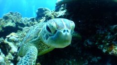 Les tortues marines se féminisent avec la hausse des températures. Est-ce grave ?