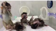 Des bébés singes ont été clonés volontairement avec des troubles génétiques