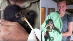 Un petit singe-araignée retrouvé enchaîné chez des braconniers qui ont abattu sa mère