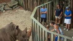 Les responsables soulignent que le rhinocéros qui a touché un tout-petit dans son enclos ne sera pas puni