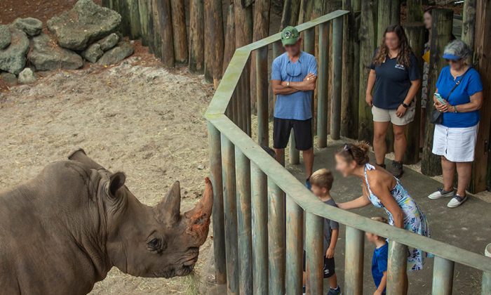 Un rhinocéros au zoo de Brevard en Floride. (Zoo Brevard)