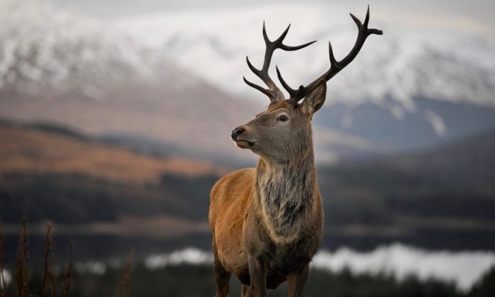 Un cerf rouge attend d'être nourri par les touristes à Glen Coe, en Écosse, le 1er décembre 2017. (Jeff J Mitchell/Getty Images)