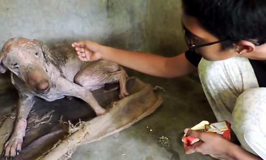 (Capture d'écran YouTube | Animal Aid Unlimited, Inde)