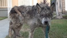 Un animal errant et malade est pris pour un loup jusqu’à ce que ses sauveteurs fassent un test d’ADN
