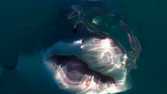 Vidéo d’un festin de requins, une observation rare sur le rivage de la Caroline du Nord