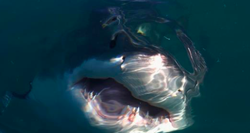 Un grand requin blanc nage dans Shark Alley à Gansbaai en Afrique du Sud. près de Dyer Island le 8 juillet 2010 (Ryan Pierse / Getty Images)
