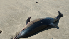 Une centaine de dauphins échoués en deux semaines sur la côte Atlantique